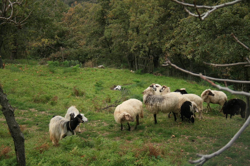 Agriturismo San Cataldo Motta Camastra Esterno foto